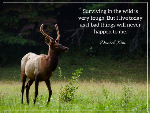 survival-wild
